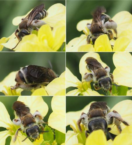 Andrena pandellei